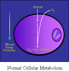 Avemar - Normal Cellular Metabolism